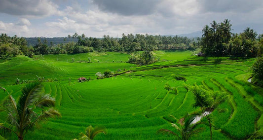 Is Ubud, Indonesia the new Digital Nomad Destination?